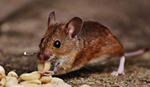 24 Hour & Emergency Exterminators in Nampa, ID